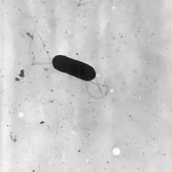 Listeria