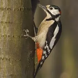 Picidae