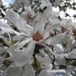 Magnolia