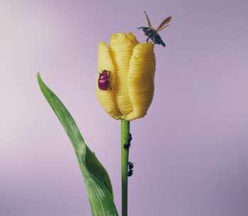 Album Aimyon: おいしいパスタがあると聞いて