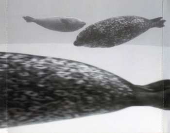 2CD a-ha: How Can I Sleep With Your Voice In My Head