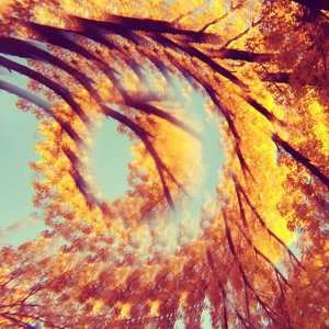 CD A Hawk And A Hacksaw: Forest Bathing