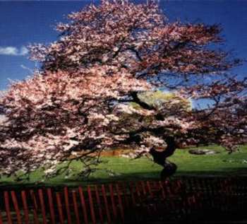 Album A Reminiscent Drive: Mercy Street