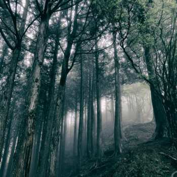 LP Akira Kosemura: In The Dark Woods