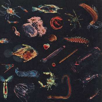 Album Alessandro Fiori: Plancton