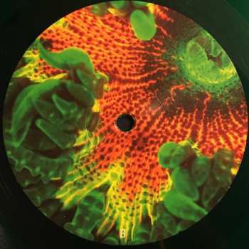 2LP Animal Collective: Tangerine Reef LTD | CLR