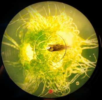 2LP Animals As Leaders: The Madness Of Many CLR | LTD