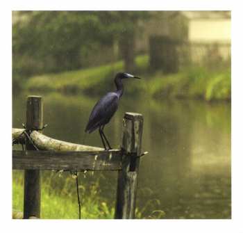 CD Band Of Horses: Cease To Begin