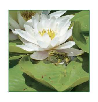 SP Barry Guy: Frogs LTD | NUM | PIC