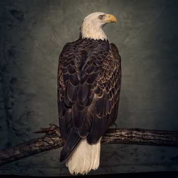 Album Clutch: Book Of Bad Decisions
