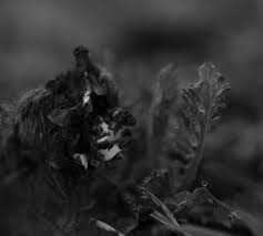 Album Charnia: Dageraad