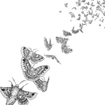 LP Des Ark: Everything Dies CLR