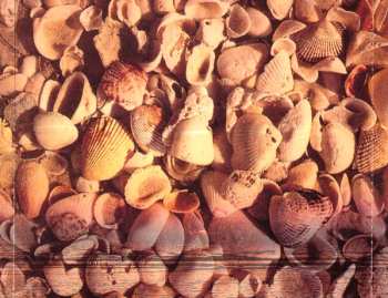 CD Doreen Shaffer: Adorable