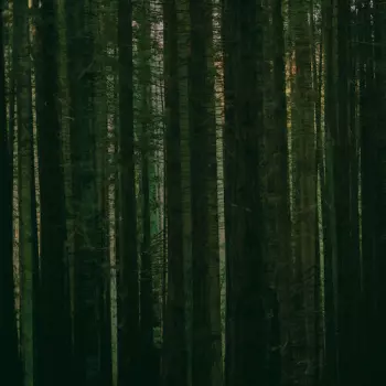 The Paper Kites: Evergreen