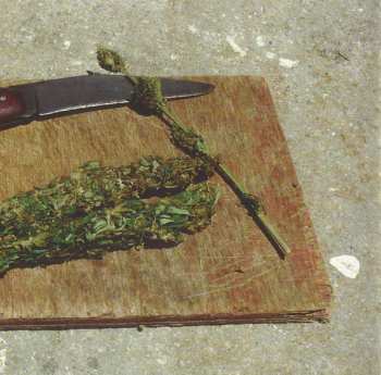 CD Gentleman: Journey To Jah DIGI