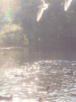 CD Haruka Nakamura: 青い森 IV -蔦屋書店の音楽-