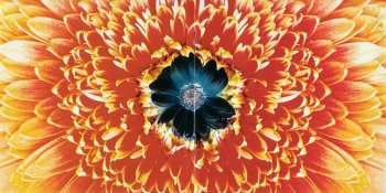 CD Rammstein: Herzeleid