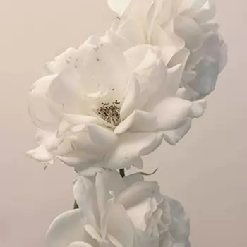 Imminence: Turn the Light On: Acoustic Reimagination