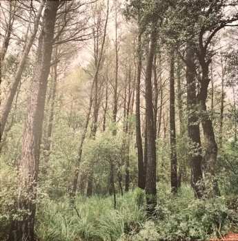 LP L.A.: Evergreen Oak 