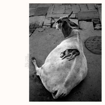 Album Leo Abrahams: Visitations