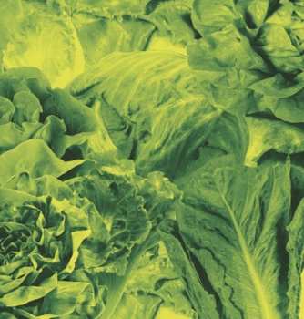 SP Lettuce: Monorail 3000/Star Children