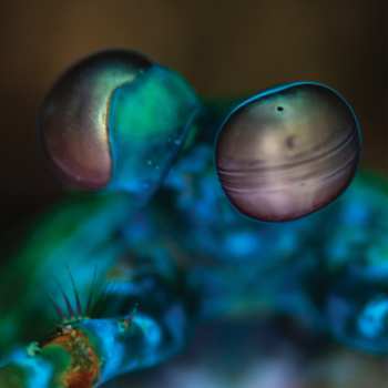 LP Melvin Gibbs: Amasia: Anamibia Sessions 2