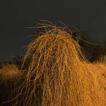 Album Mike Majkowski: November