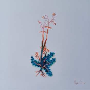 LP Noah Vanden Abeele: Magnolia