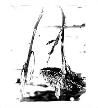 Pink Reason: Cleaning The Mirror