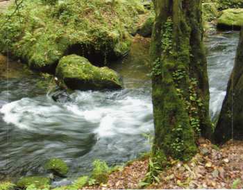 CD Robert Jíša: Hlasy Lesa