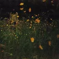 The Garden