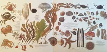 LP Stornoway: Beachcomber's Windowsill