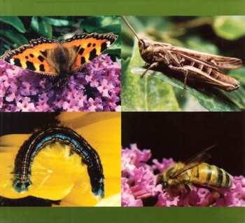 CD The Albion Band: Natural And Wild