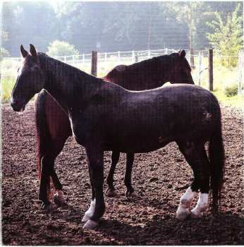 CD Tosca: Pony No Hassle Versions