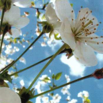 CD Various: Primavera (Selected By Jose Maria Ramon)