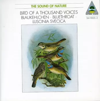 Bird Of A Thousand Voices • Blaukehlchen • Bluethroat • Luscinia Svecica