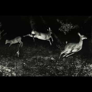 LP Wordcolour: The Trees Were Buzzing, And The Grass. CLR | LTD