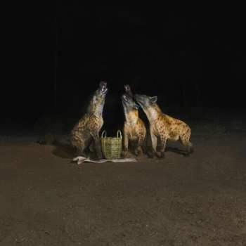2LP Years of Denial: Suicide Disco